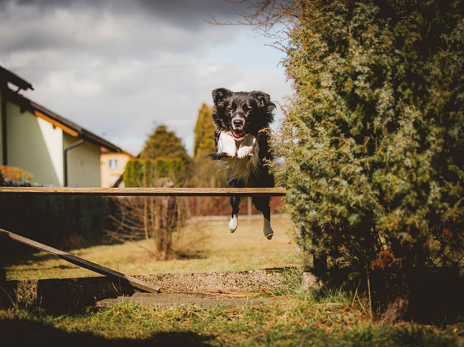 Hd Wallpaper Dog Jumping Over Wood Plank Long Coated Black Dog Jump On Fence Wallpaper Flare