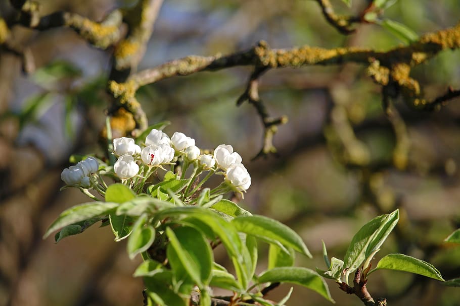 pear, flowers, bloom, white, spring, tree, nature, garden, bulb flowers HD wallpaper