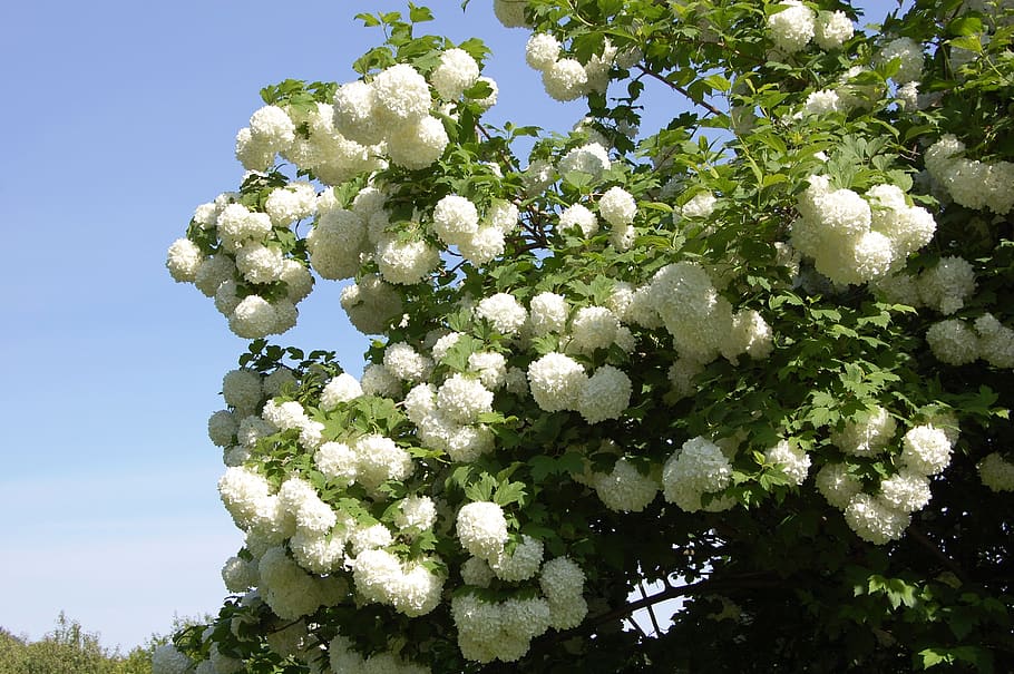 viburnum, white balls, plant, growth, tree, beauty in nature, HD wallpaper