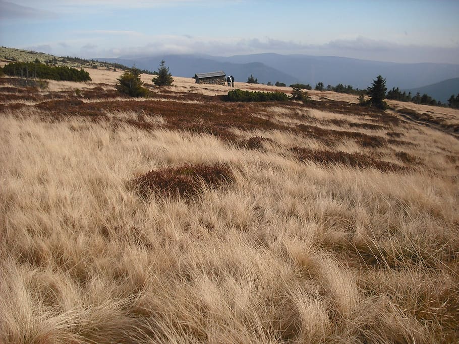 grass, wind, nature, dry grass, sky, environment, land, field HD wallpaper