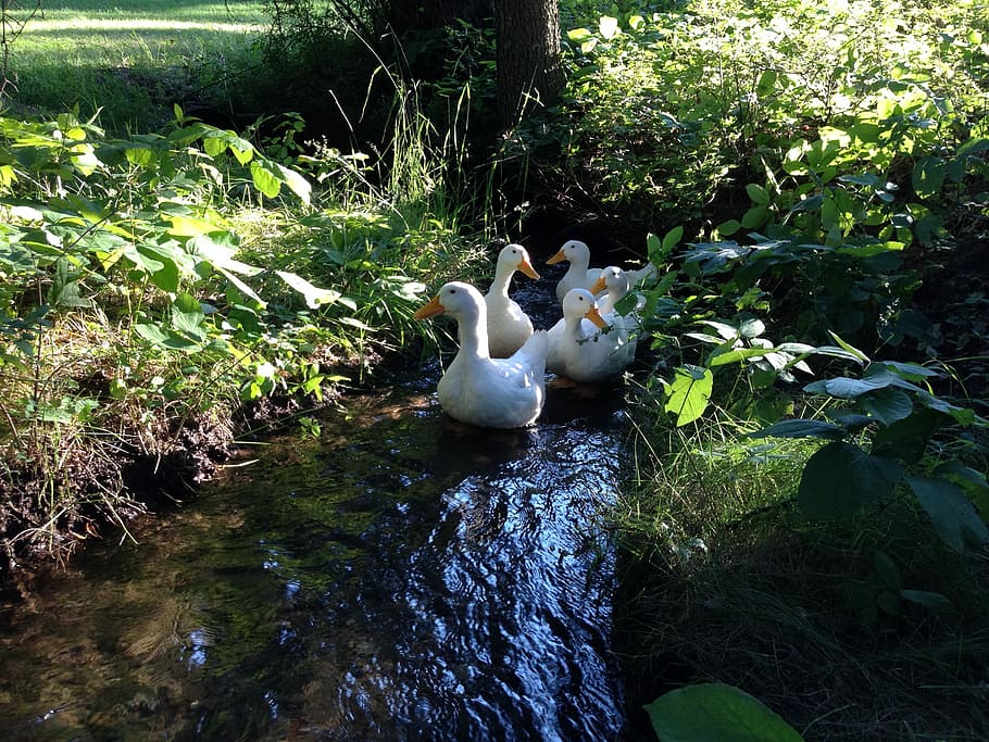 Peking, Ducks, Poultry, White, peking ducks, food, ducks swimming HD wallpaper