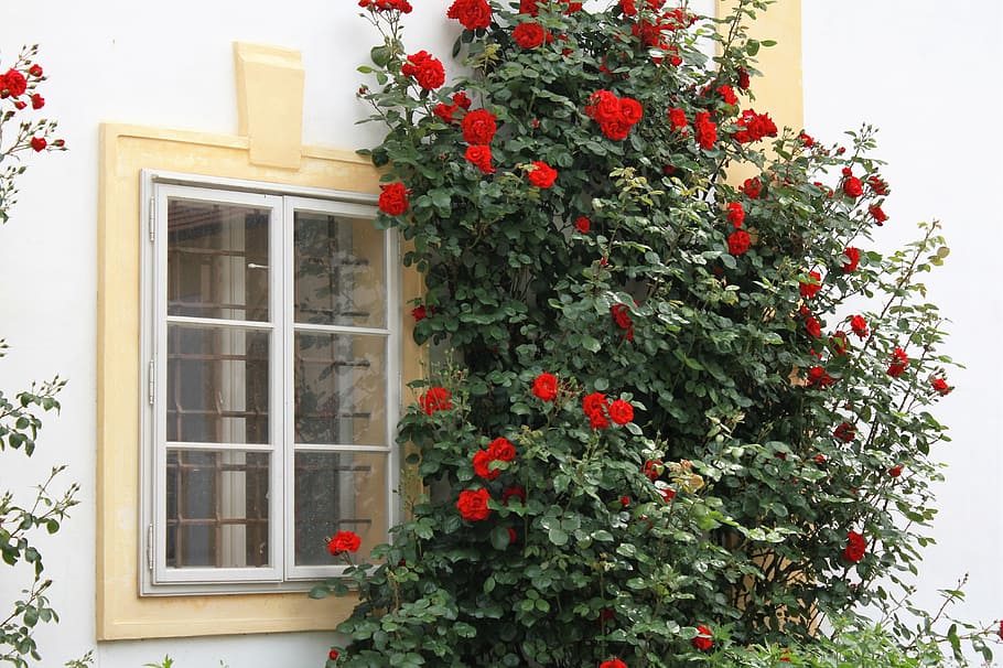 Window, View, Climbing Roses, christmas, tree, christmas tree HD wallpaper