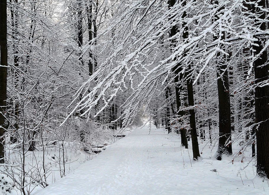 winter, snow, forest, white, wintry, cold, winter forest, cold temperature HD wallpaper