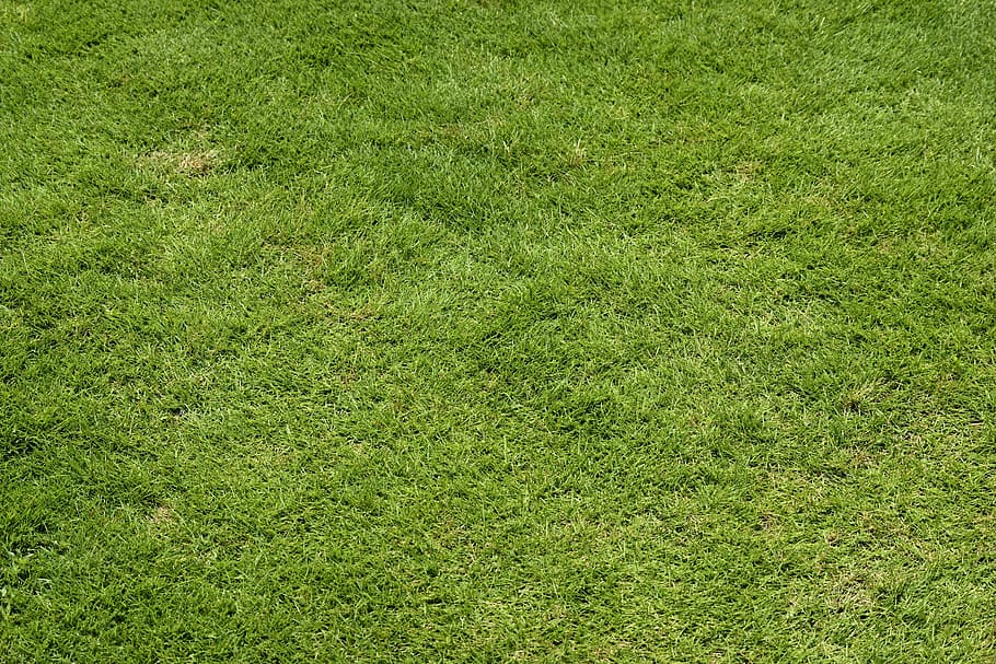 green, grass, lawn, background, backdrop, nature, summer, landscape HD wallpaper