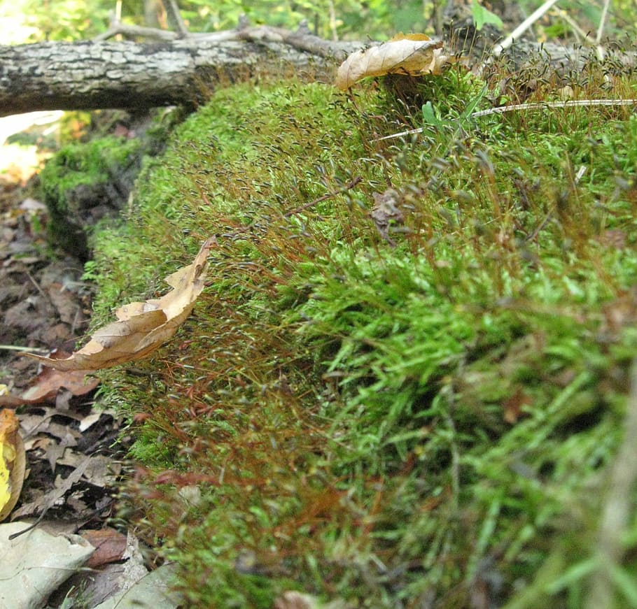 fallen tree, moss, woods, growth, forest, nature, autumn, leaf HD wallpaper