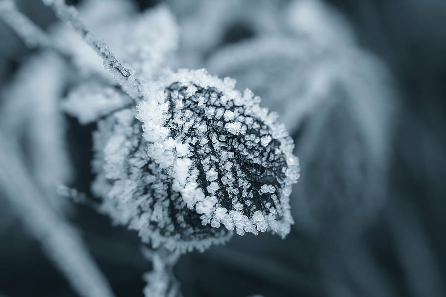 ice, eiskristalle, winter, crystals, leaf, frost, cold, frozen HD wallpaper
