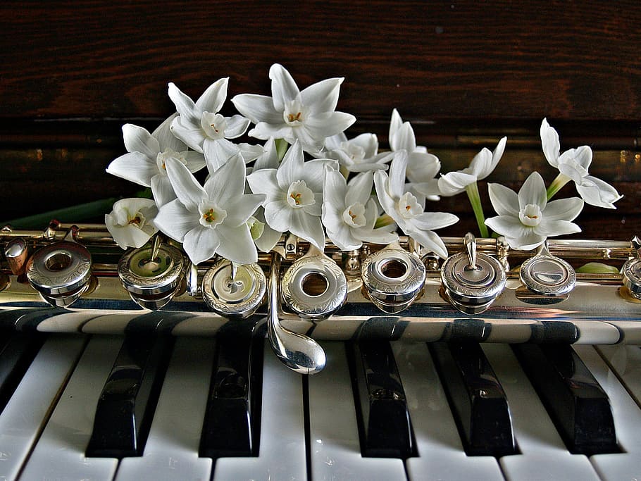 white petaled flower on brass instrument, piano, flute, jonquils, HD wallpaper