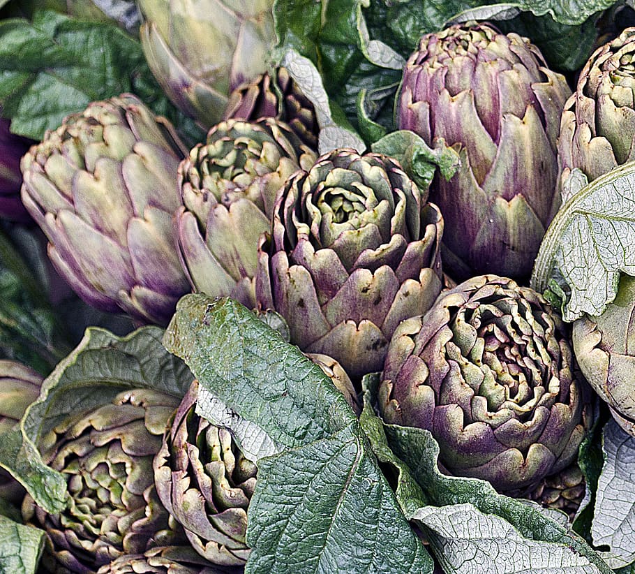 Globe artichoke 1080P, 2K, 4K, 5K HD wallpapers free download