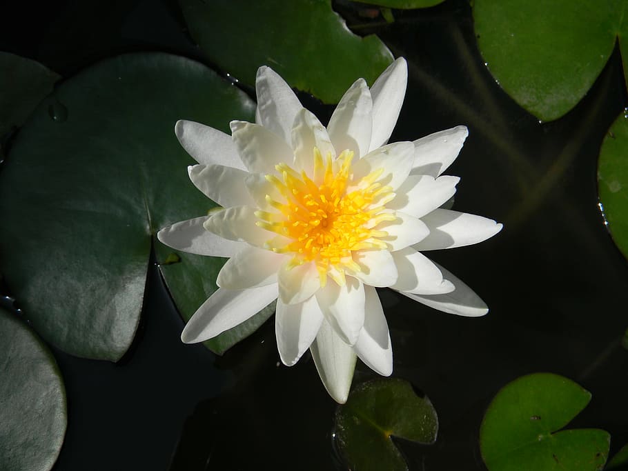 flower, nymphaea, nature, water Lily, pond, petal, plant, lotus Water Lily HD wallpaper