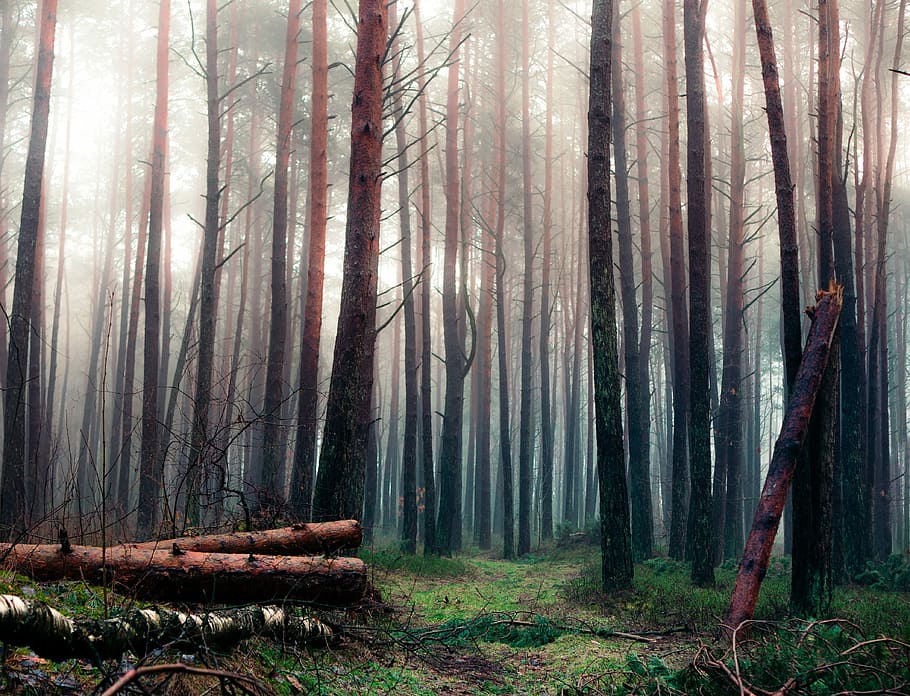 forest trees with fog, foggy bare trees, wood, mist, misty, log HD wallpaper