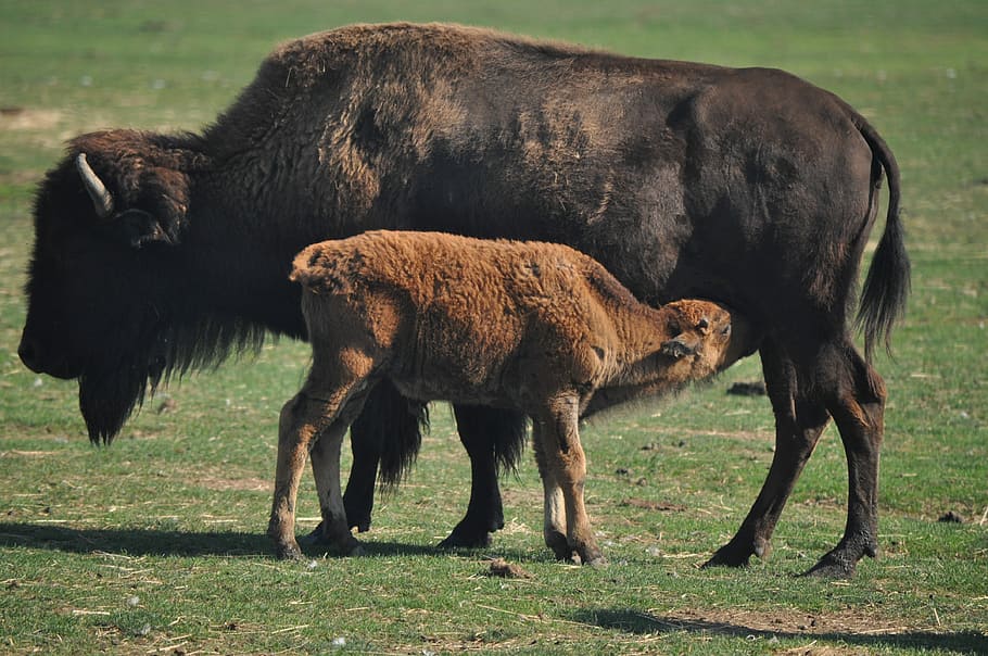 young bison having a drink, brown animals, animal themes, mammal HD wallpaper
