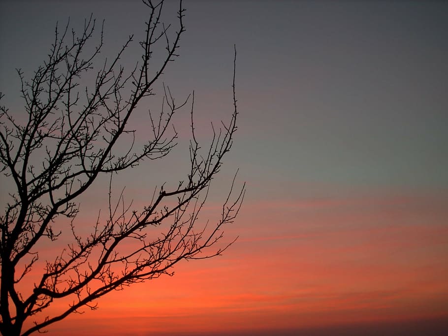 tree, red, evening, autumn, winter, nature, sunset, sky, outdoors HD wallpaper