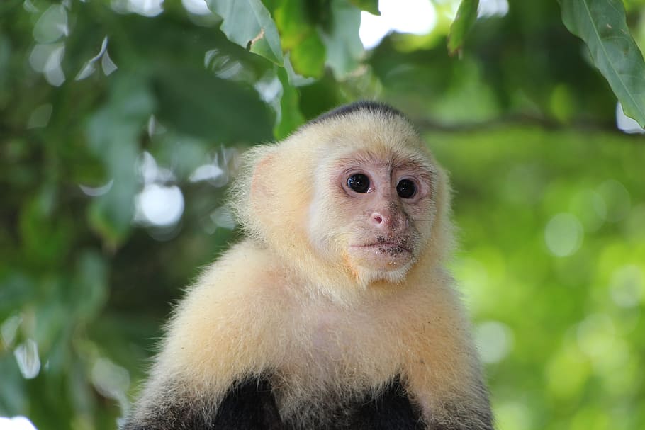 monkey near green tree during daytime, capuchin monkey, äffchen, HD wallpaper