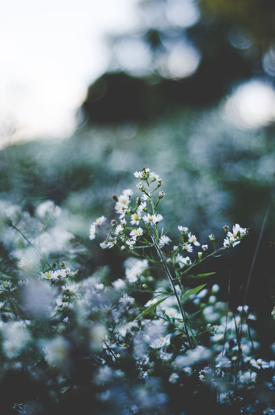 selective focus of white baby's-breath flowers blooming, selective focus photography of white petaled flowers in bloom HD wallpaper