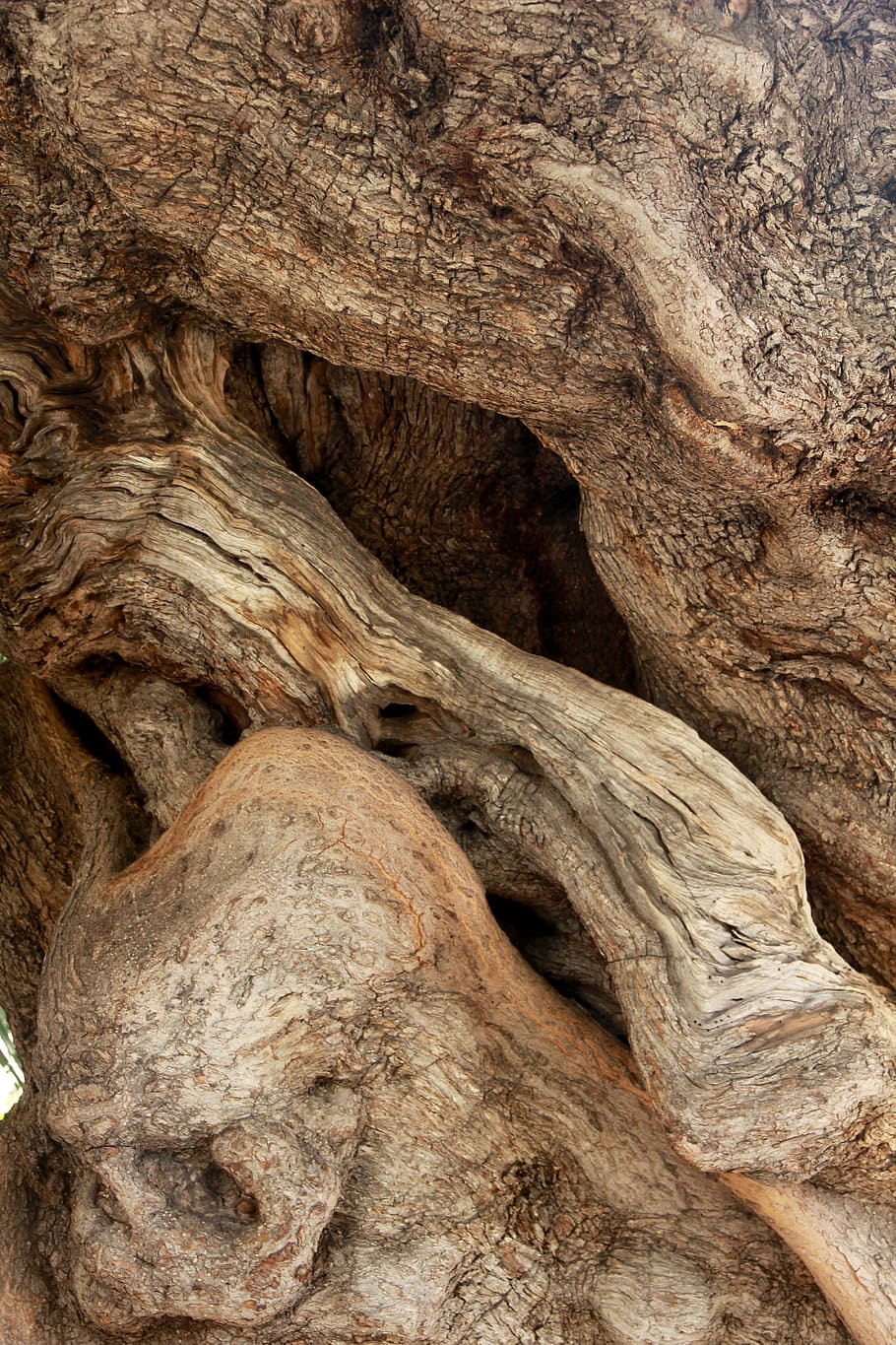 tree, olive tree, tribe, gnarled, old, nature, old tree, olive trees, HD wallpaper