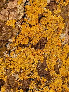 tree, log, weave, overgrown, ordinary gelbflechte, yellow lichen HD wallpaper