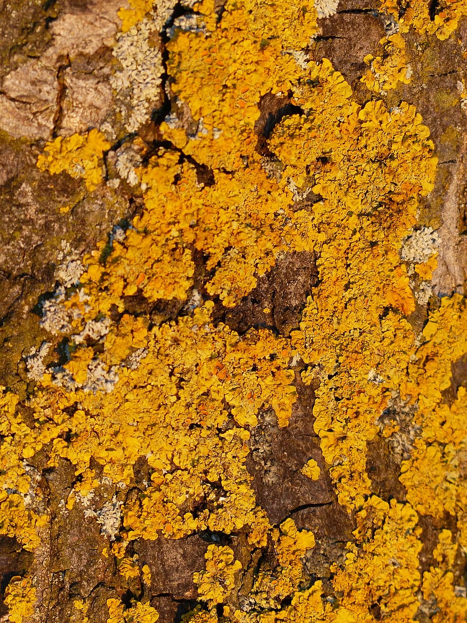tree, log, weave, overgrown, ordinary gelbflechte, yellow lichen HD wallpaper