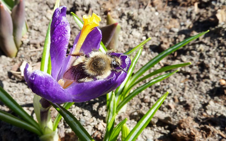 bee, crocus, nectar, purple, insect, bumble, nature, blossom HD wallpaper