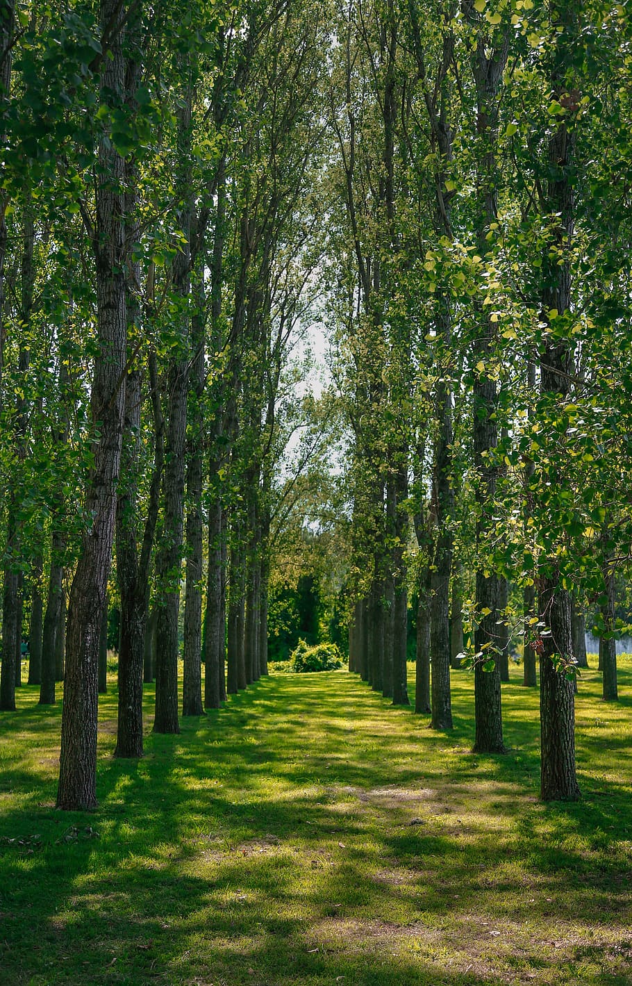 lined green leaf trees at daytome, lines, plant, growth, the way forward HD wallpaper