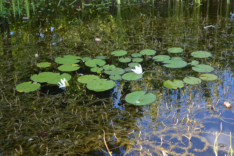 water lilies, pond, plant, lily pond, white water lilies, lake, HD wallpaper