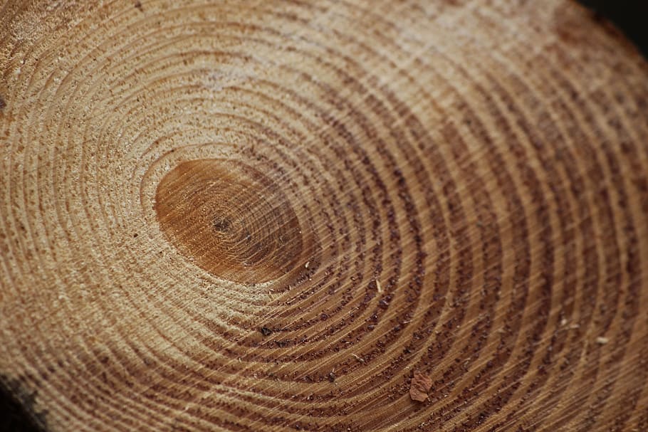 pine, annual rings, background, texture, pattern, wood, close up HD wallpaper