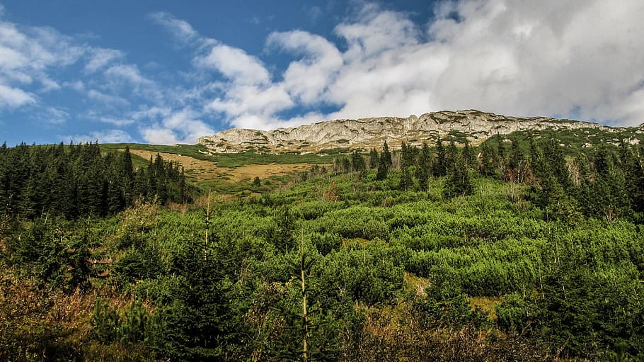 mountains, tree, landscape, nature, forest, scenic, park, outdoor HD wallpaper