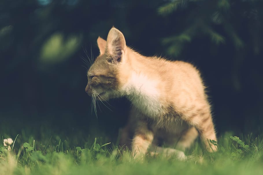 cat, eye, injury, one eye, village, illness, vintage, wooden