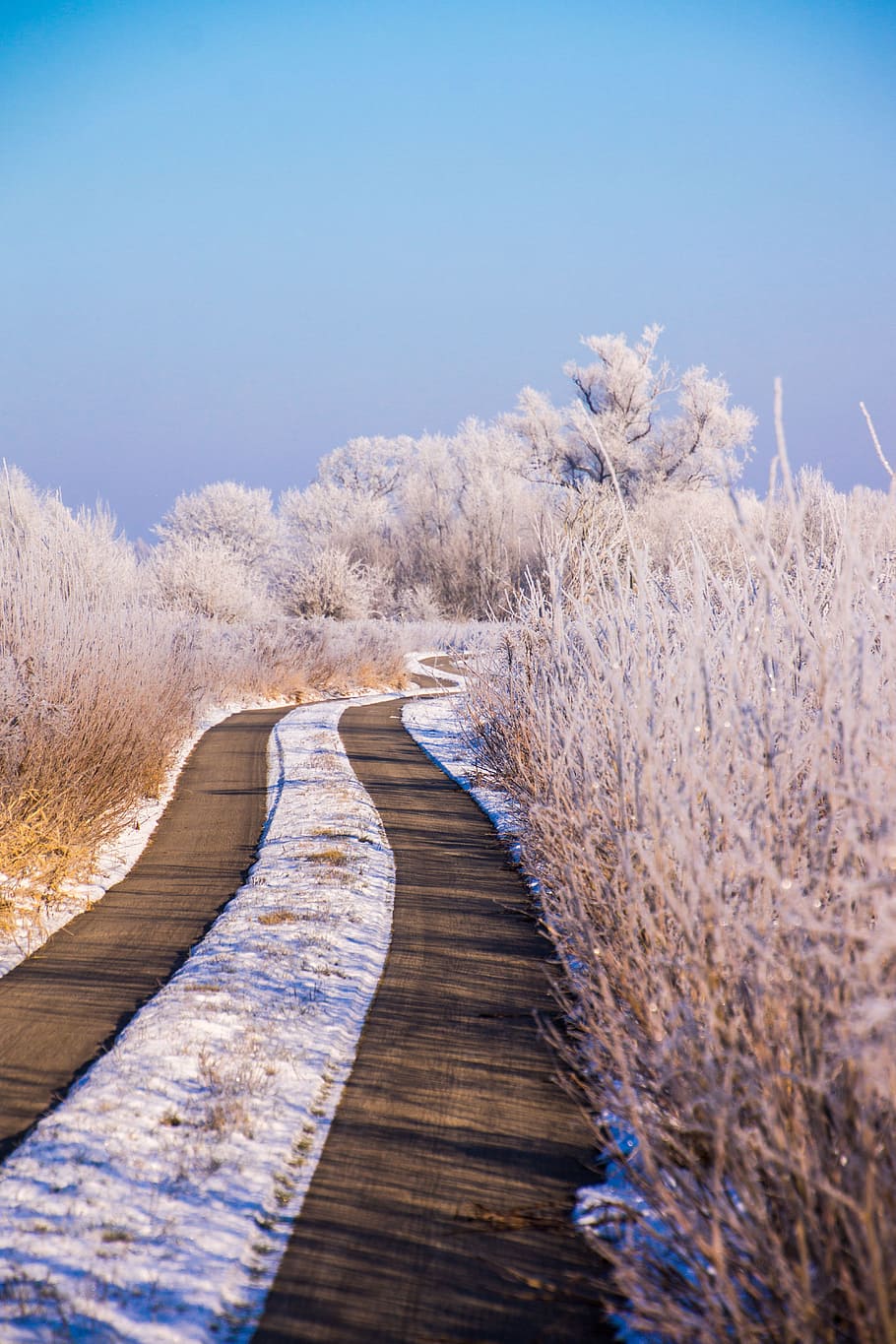 Winter, Snow, Nature, Wintry, White, cold, snowy, winter bushes HD wallpaper