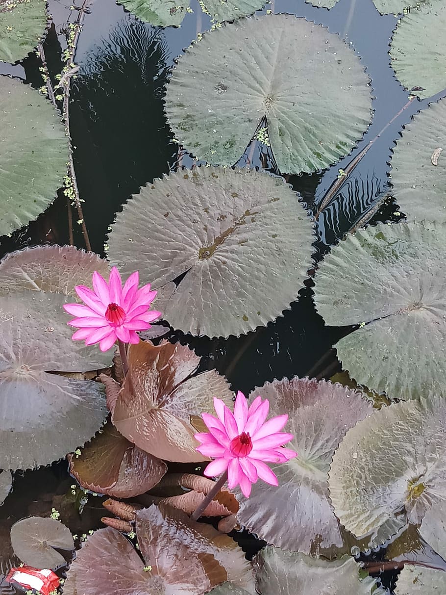 flower, nature, flora, flowering plant, beauty in nature, water lily HD wallpaper