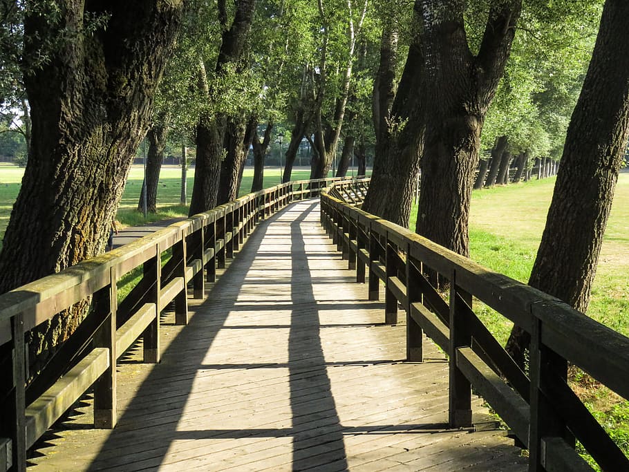 grey concrete foot board in between trees, bridge, web, wood HD wallpaper