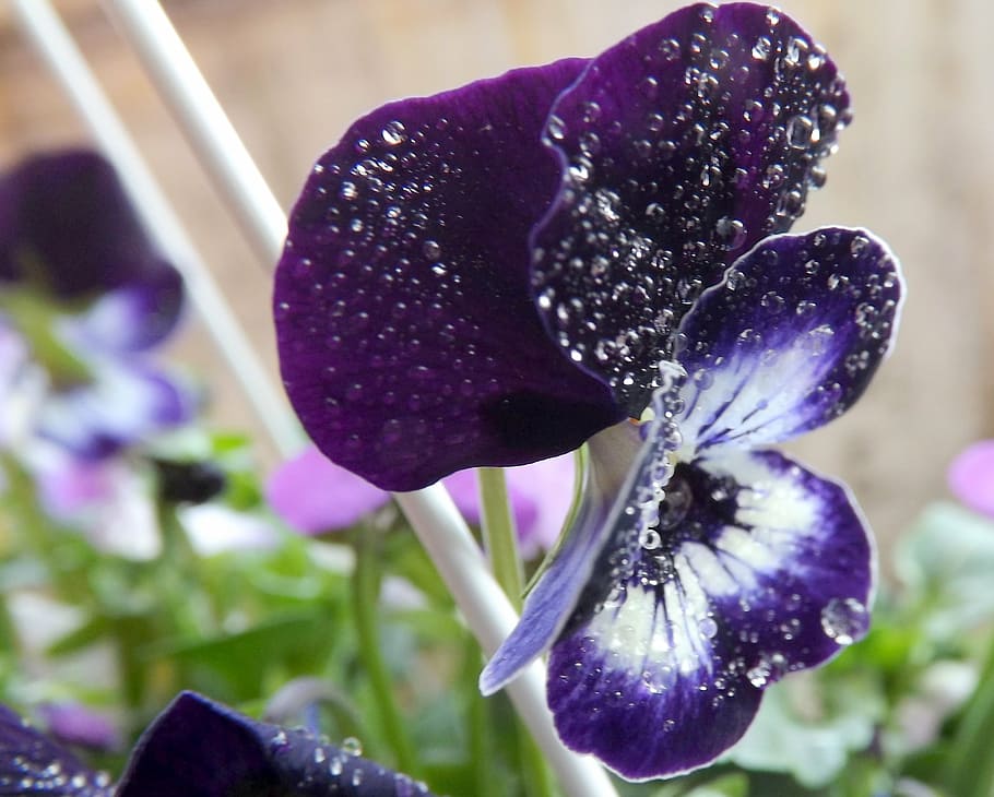 pansy, dew, water, petals, violet, rain, purple, nature, plant HD wallpaper