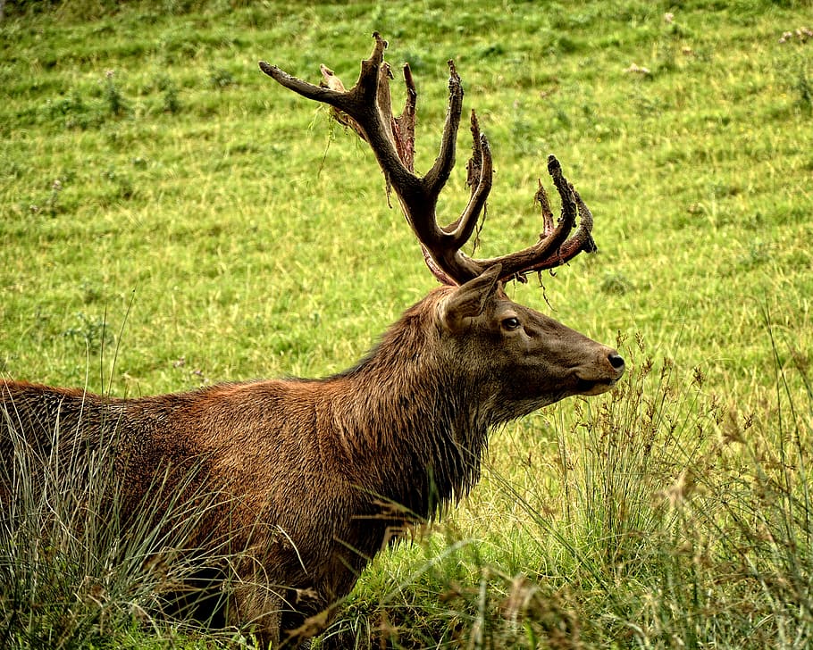 buck on grass field photograph, hirsch, red deer, cervus elaphus, HD wallpaper