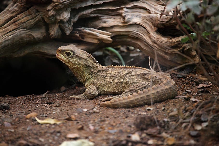 green reptile on soil, Animal, Creature, Dragon, Eye, Galapagos HD wallpaper