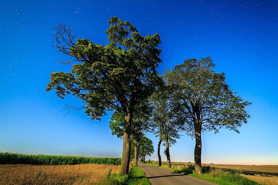 tree, nature, landscape, sky, at the court of, panoramic, summer HD wallpaper