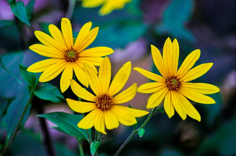 flower, yellow, summer, sunset, bloom, color, garden, green HD wallpaper