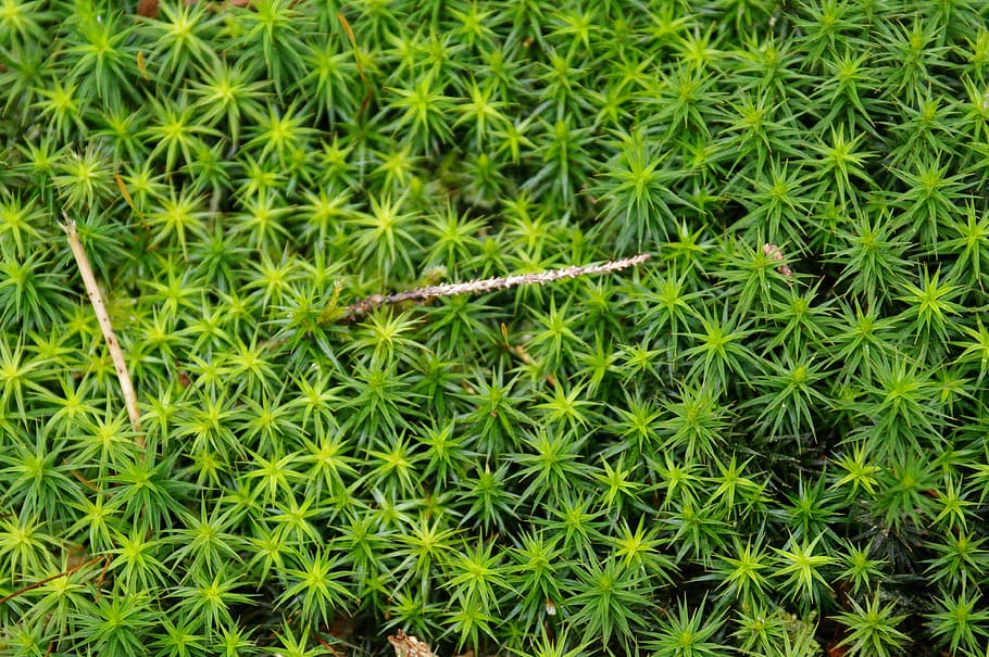 moss, nature, green, green Color, plant, leaf, growth, full frame HD wallpaper