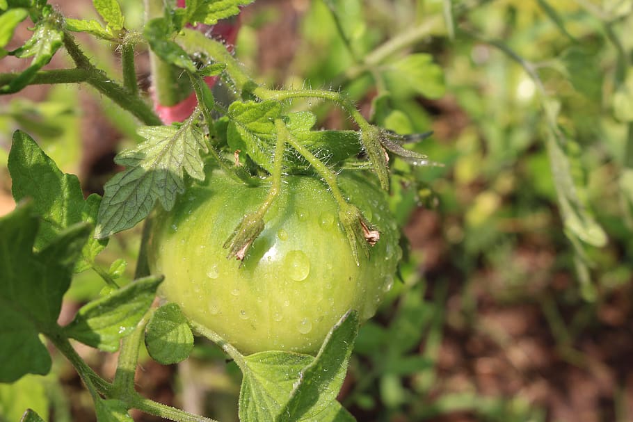 tomato, fruit, growth, plant, green color, close-up, beauty in nature HD wallpaper