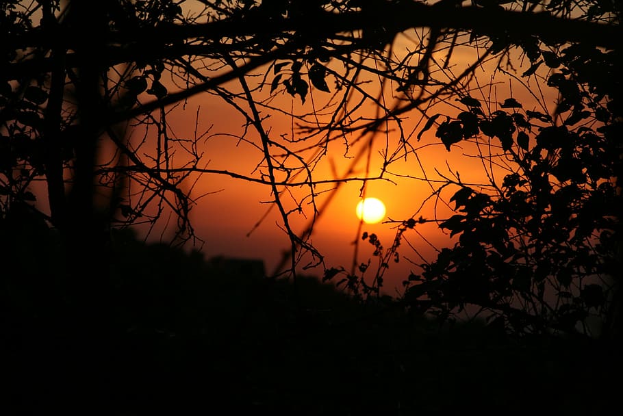 sunset, twilight, to emerge, tree, dawn, silhouette, sky, plant HD wallpaper