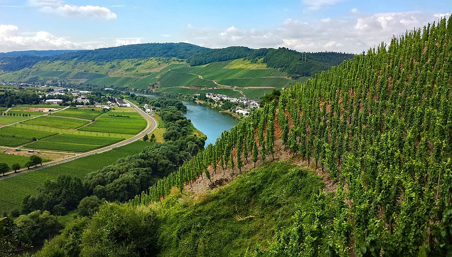 Ürzig, Mosel, Sachsen, Germany, Wine, ürzig, vineyards, landscape HD wallpaper