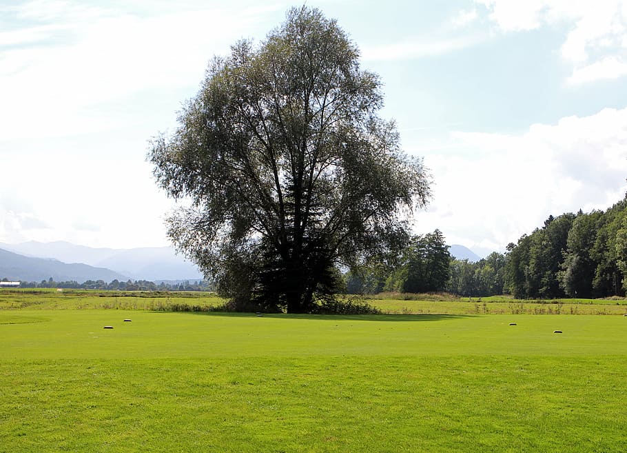 landscape, chiemgau, tree, individually, meadow, distant view HD wallpaper