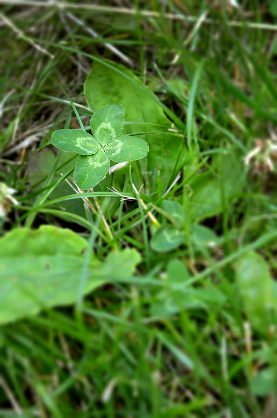 cloverleaf, happiness, meadow, green, symbol, garden, grass HD wallpaper