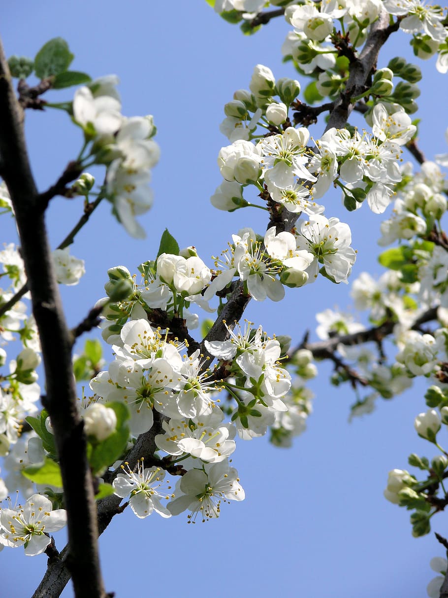 blossom, white, spring, flourish, garden, bloom, tree, nature HD wallpaper
