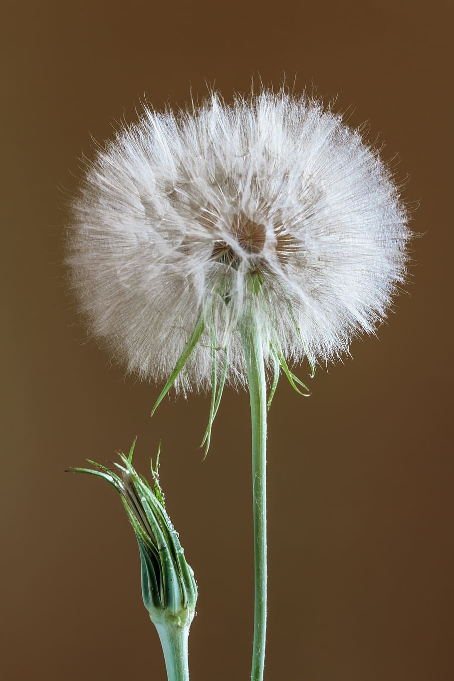 flower, the puck, white, flowering plant, fragility, vulnerability HD wallpaper