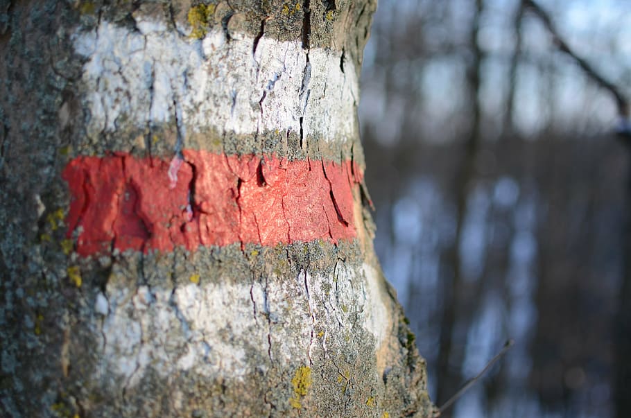 mark, round, migratory character, waymarks, tribe, tree, backgrounds HD wallpaper