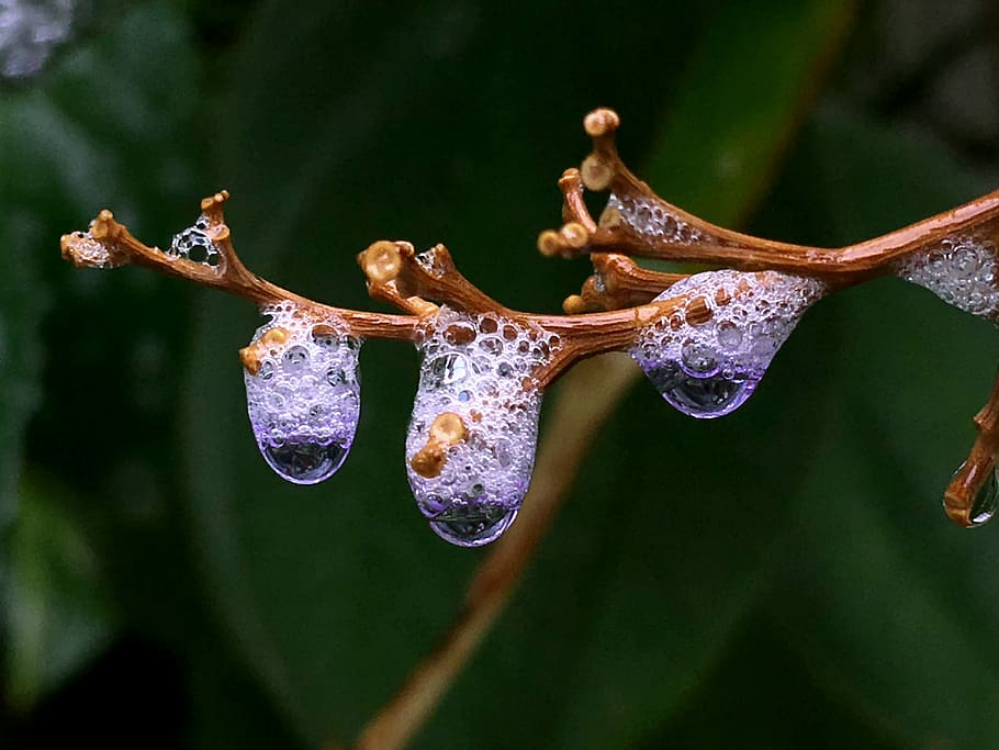 The plant wet. Капля воды в природе фото. Влажность для растений. Природа сырость. Wet Plants.