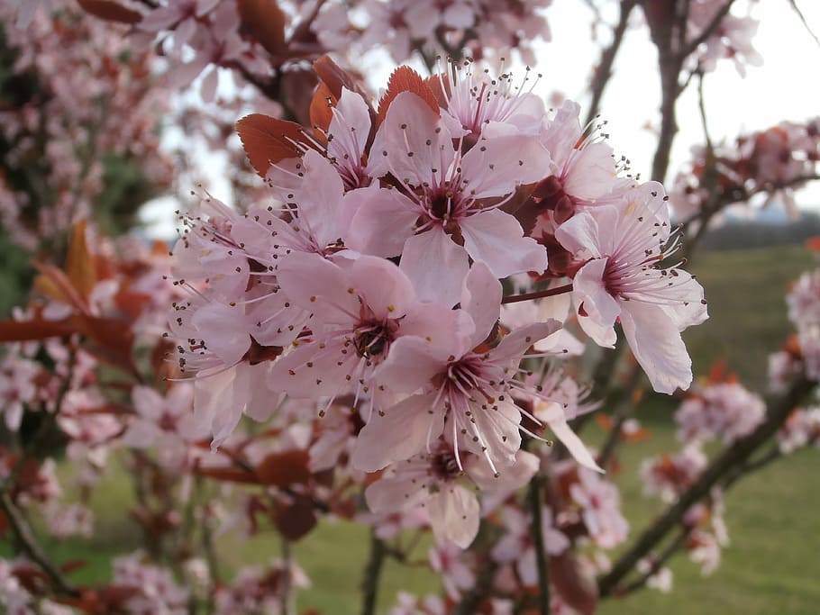Plum, Tree, Flower, Spring, blossom, springtime, fragility HD wallpaper
