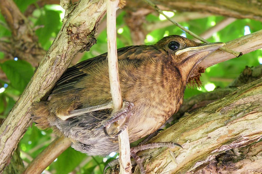 young blackbird, nice, branches, farley, one animal, animals in the wild HD wallpaper