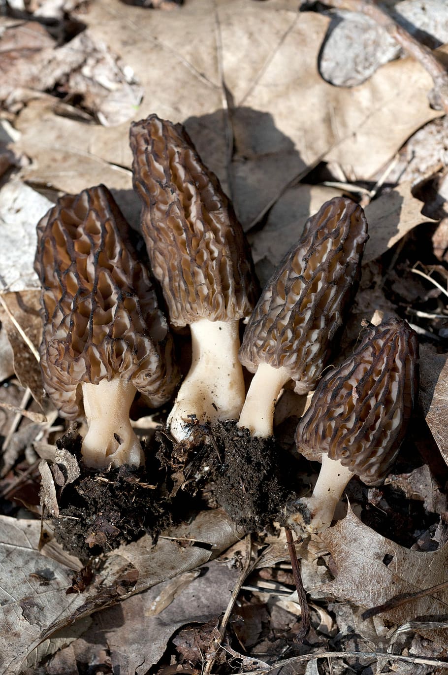 Сморчки грибы Узбекистана