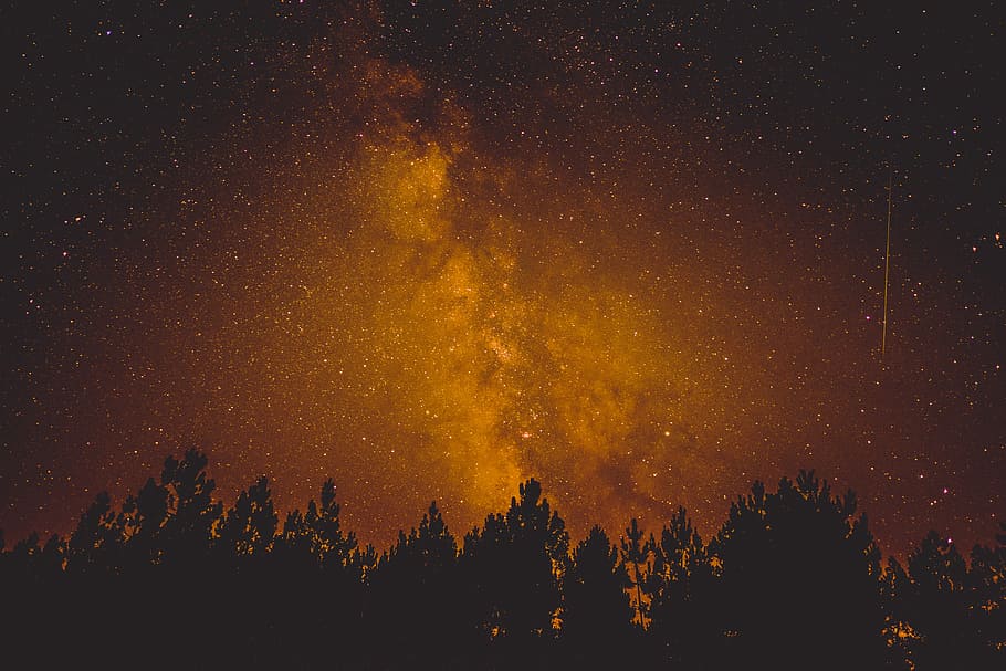 silhouette of trees under gold sky, bare tree photo during nighttime HD wallpaper