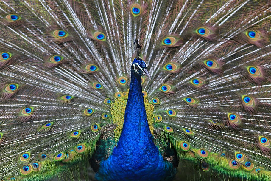peacock, feather, bird, ceremony, animal themes, peacock feather HD wallpaper